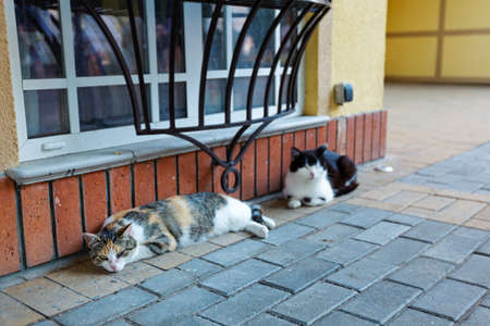 Beautiful resort town Zelenogradsk with relaxing homeless city cats, Kaliningrad regionの写真素材