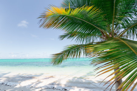 Coconut palm tree closeup with calm Atlantic ocean and white sandy beach, Dominican republicの写真素材