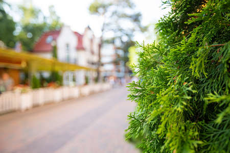 Central Rauschen square in Svetlogorsk city, focus closeup on decorative green plant, no peopleの写真素材