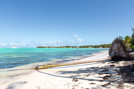 Damaged broken coconut palm tree at sunny day with Atlantic ocean and white sandy beach, Dominican republicの写真素材
