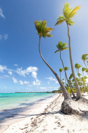 Bavaro beach at sunny day with Atlantic ocean, selective focus on coconut palm tree leaves, Dominican republicの写真素材