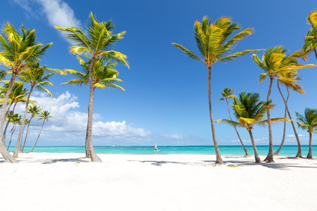 Beautiful tall coconut palms at Juanillo beach, selective focus on leaves. Luxury travel destination, Dominican Republicの写真素材