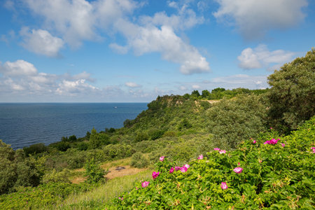Filinskaya bay in summer, Baltic sea view with blue sky and pink flowers. Filino beach, Kaliningrad regionの写真素材