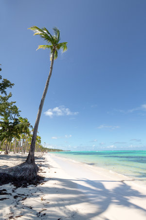 Bavaro beach in sunny day with calm Atlantic ocean and white sandy beach, Dominican republicの写真素材