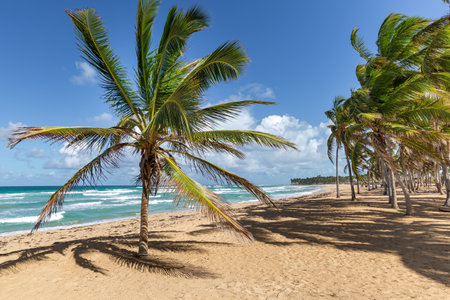 Beach scene with single coconut palm, sand, ocean and sky. Tropical nature with exotic trees and foliageの写真素材