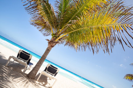 Two beach beds under palm tree on caribbean beachfrontの写真素材
