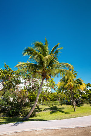 Caribbean park with palm trees and roads. Summer vacations. Travel destinations. Cancunの写真素材
