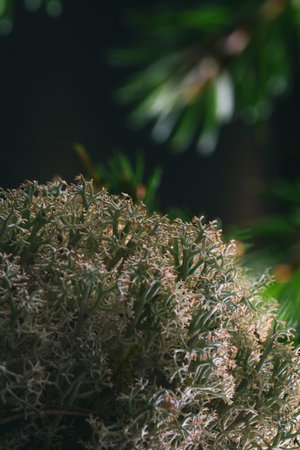 Natural composition card with forest moss and spruce evergreen twigs, abstract textures and...