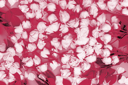 Botanical floral background with white roses on pibk background top view, flower-filled decoration. Viva Magenta color of the year 2023の写真素材