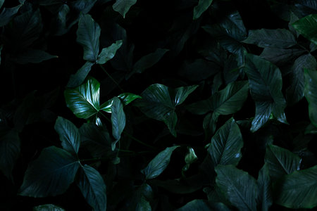 Jungle tropical foliage background. green lush pattern texture cardの写真素材
