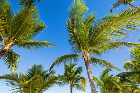 Vibrant colors of dominican nature. Tops with coconut palm leaves with blue sky background, tropical travel conceptの写真素材
