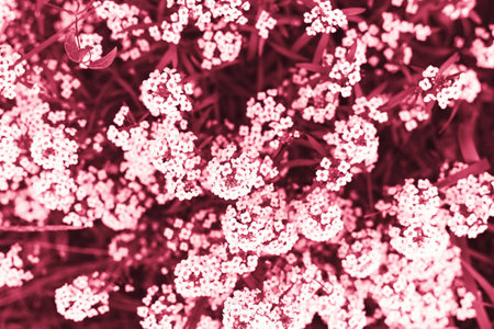 Closeup macro of garden flowers texture, abstract natural background, colored viva magenta trendy color of 2023, beautiful blossom floral cardの写真素材