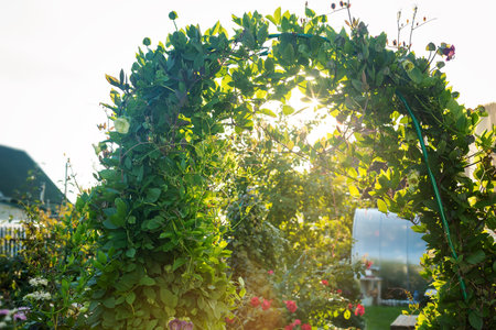 Decorative green liana twisted border arch in gardenの写真素材
