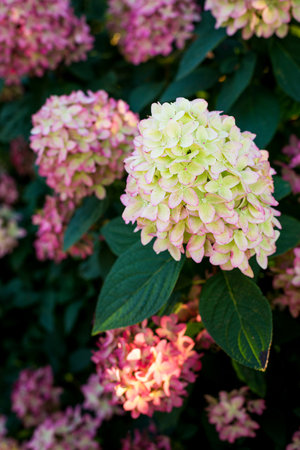 Paniculata hydrangeas, floral background. Garden hortensia flowers in nature.の写真素材