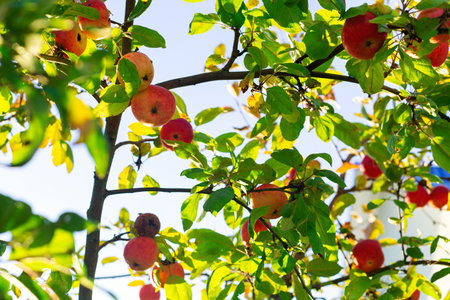 Red organic apples hanging on tree branch at sunny dayの写真素材