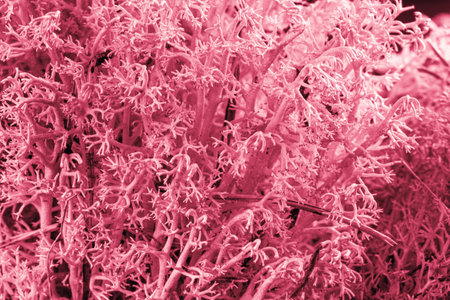Closeup macro of forest moss texture, abstract natural background colored viva magenta trendy color of 2023の写真素材