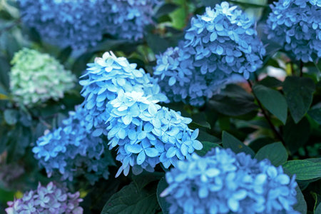 Paniculata hydrangeas, floral background. Garden hortensia flowers in nature.の写真素材