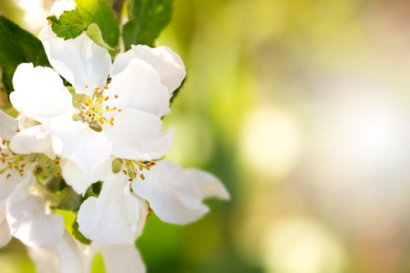 Branch with apple flowers in spring garden on natural background. Card with blooming buds closeupの写真素材