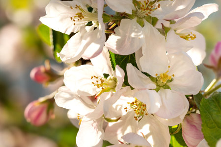 Branch with apple flowers in spring garden on natural background. Card with blooming buds closeupの写真素材