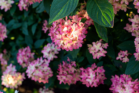 Paniculata hydrangeas, floral background. Garden hortensia flowers in nature.の写真素材