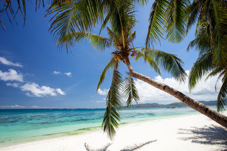 Pristine beach with palm trees, white sand and turquoise tropical sea. travel destination. Nobodyの写真素材