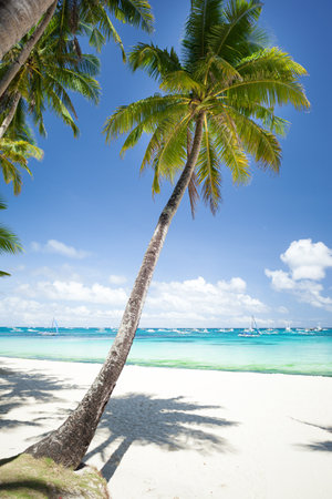 Pristine beach with palm trees, white sand and turquoise tropical sea. travel destination. Nobodyの写真素材