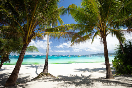 Pristine beach with palm trees, white sand and turquoise tropical sea. travel destination. Nobodyの写真素材