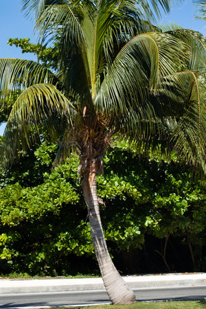 Caribbean street road with palm trees. Nobodyの写真素材