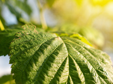 Raspberry leaves grow at the garden, closeupの写真素材