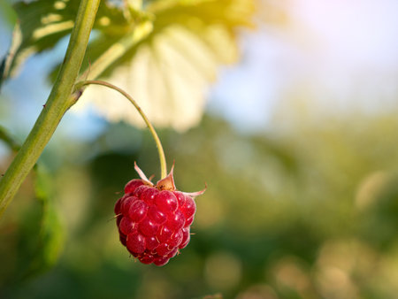 Ripe red raspberry grow at the garden, closeup. Autumn harvestの写真素材