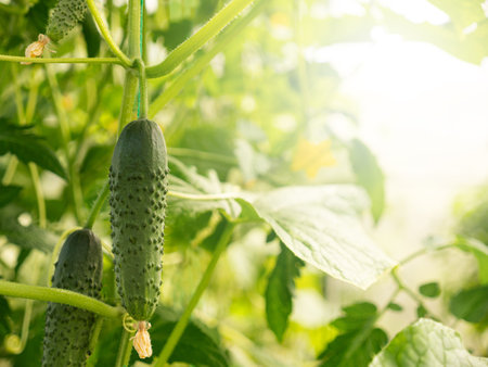 Cucumbers growing in hothouse, closeup. Nobodyの写真素材