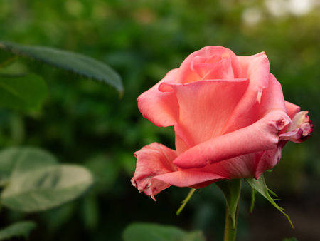 Red rose growing in the garden. Closeupの写真素材