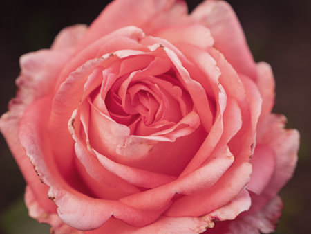 Red rose growing in the garden. Closeupの写真素材