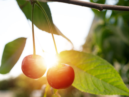 Red ripe cherry grow on tree at the garden, closeup. Autumn harvestの写真素材