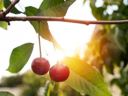 Red ripe cherry grow on tree at the garden, closeup. Autumn harvestの写真素材