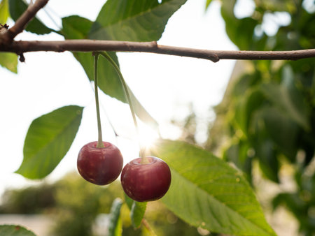 Red ripe cherry grow on tree at the garden, closeup. Autumn harvestの写真素材