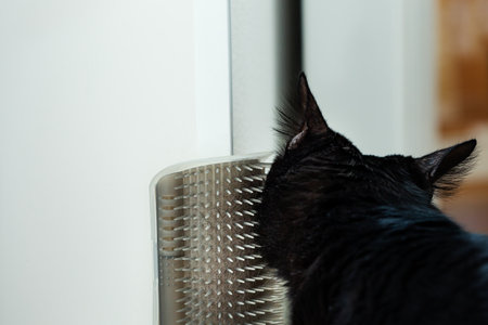 Happy black cat grooming its own cheek by groom plastic brush on wall, selective focusの写真素材