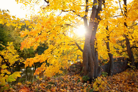 Autumn scene landscape with vibrant foliage. Gold Novemberの写真素材
