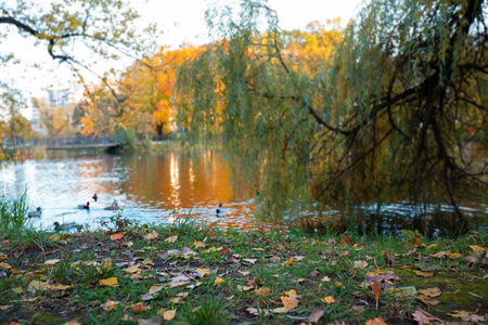 Autumn scene landscape with lake and vibrant foliage. Gold Novemberの写真素材