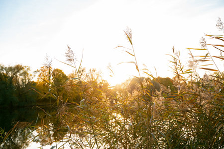 Autumn scene landscape with lake and and dry grass at sunset. Gold Novemberの写真素材