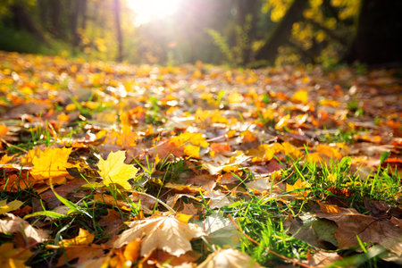 Autumn scene with vibrant yellow maple leaves against summer rays. Gold Novemberの写真素材