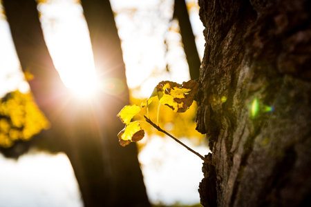 Young yellow leaf grow on big tree at sun light background.の写真素材
