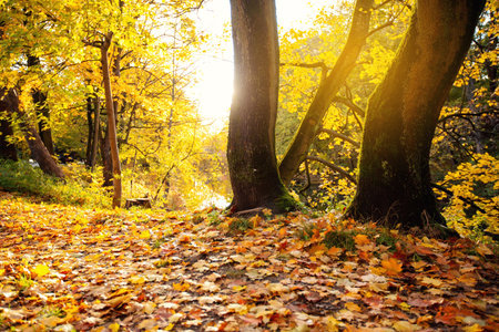 Autumn scene landscape with vibrant orange foliage and sunlight. Beautiful November seasonの写真素材