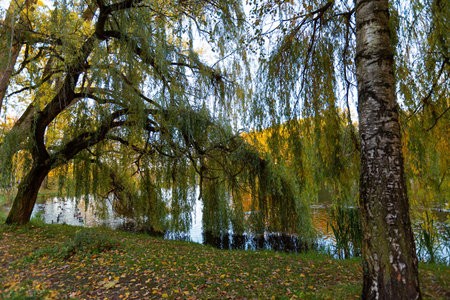 Autumn scene landscape with lake and vibrant foliage. Gold Novemberの写真素材