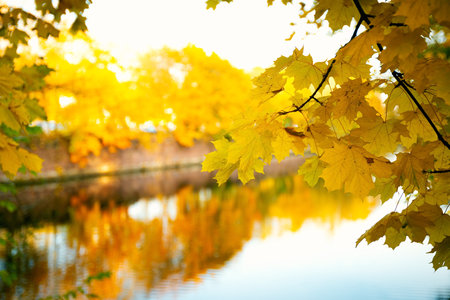 Autumn scene landscape with lake and vibrant foliage. Gold Novemberの写真素材