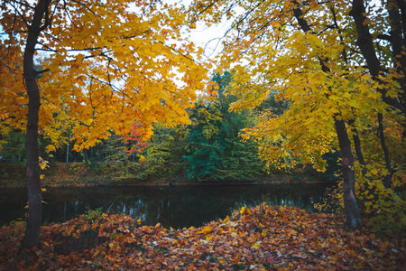 Autumn scene landscape with vibrant foliage close to lake. Gold Novemberの写真素材