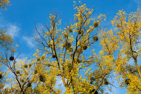 Omela Viscum album growing on tree on blue sky at autumn. Parasites plant Mistletoe on branches.の写真素材