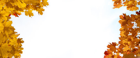 Frame of fall branches and leaves of maple trees at colorful autumn park. Long bannerの写真素材
