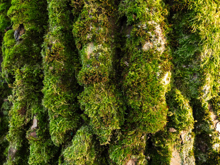 Green moss on bark tree. Closeup. Natural backgroundの写真素材