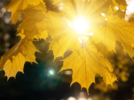 Fall branches and leaves of maple trees at colorful autumn park. Nobodyの写真素材